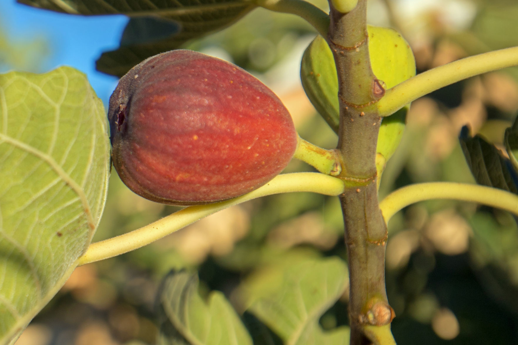 Black Jack fig in southern California United States